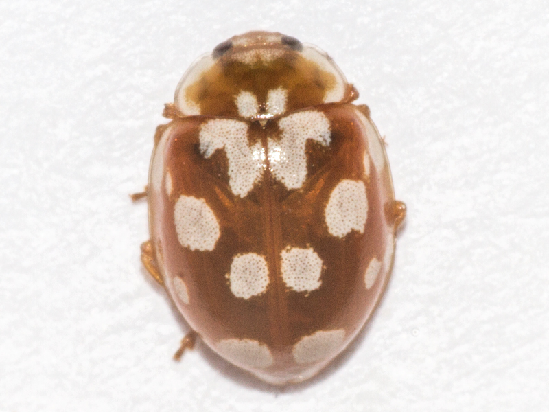 Myrrha octodecimpunctata